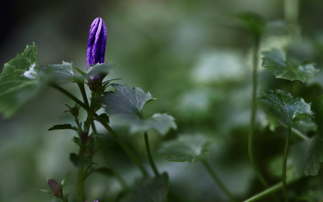 Dinas Damkar Cimahi Evakuasi Ular di Pelabuhan